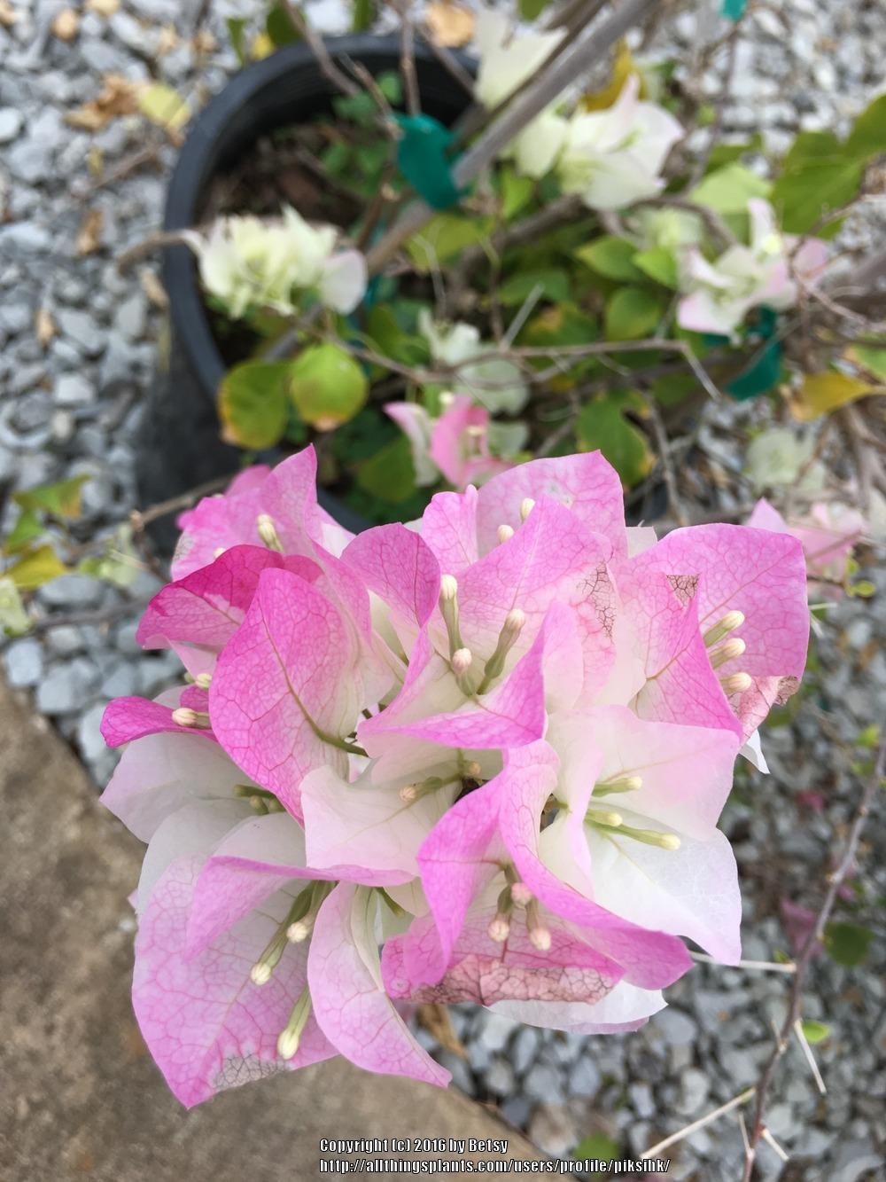 Photo of Bougainvillea 'Double Delight' uploaded by piksihk