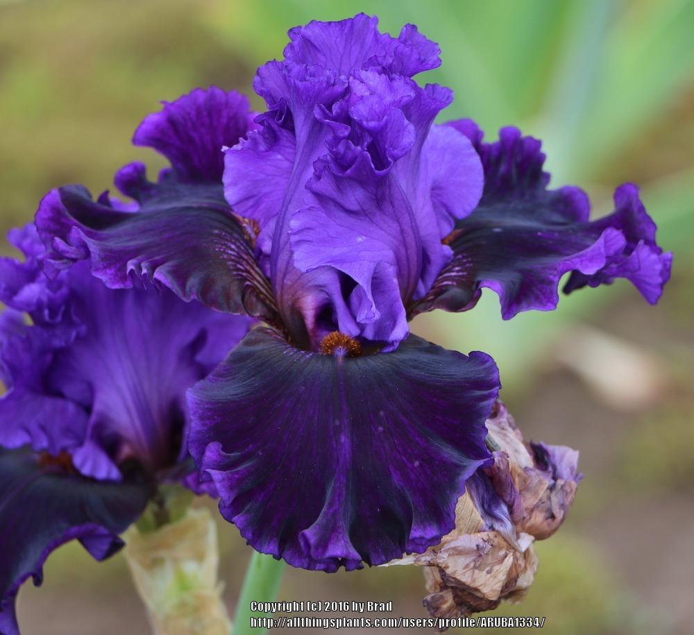 Photo of Tall Bearded Iris (Iris 'Boldly Go') uploaded by ARUBA1334