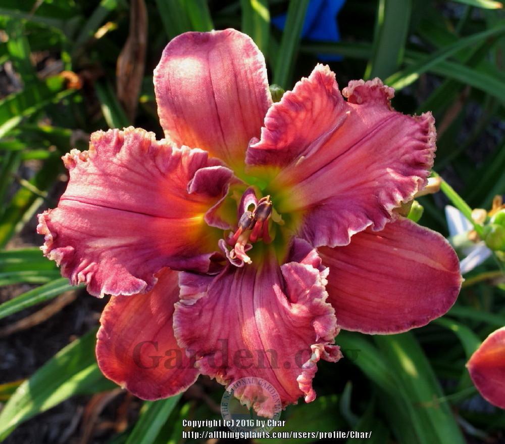 Photo of Daylily (Hemerocallis 'Systems of Edges') uploaded by Char