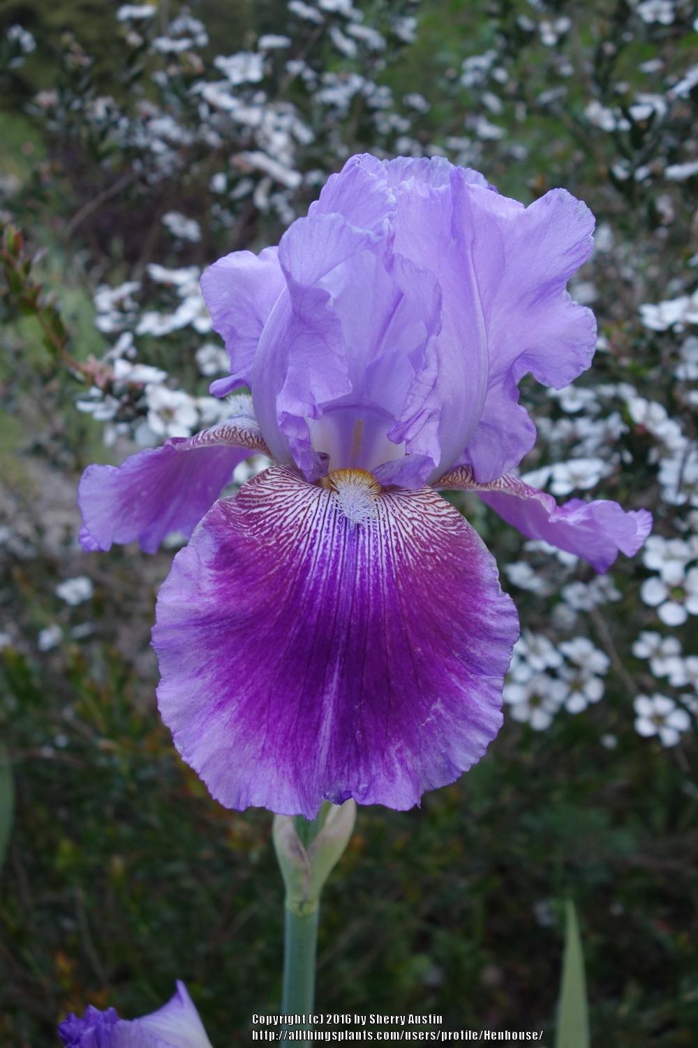 Photo of Tall Bearded Iris (Iris 'Grape Echo') uploaded by Henhouse