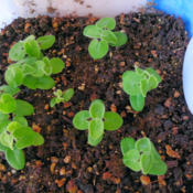 Blue Tweedia 3 week old seedlings