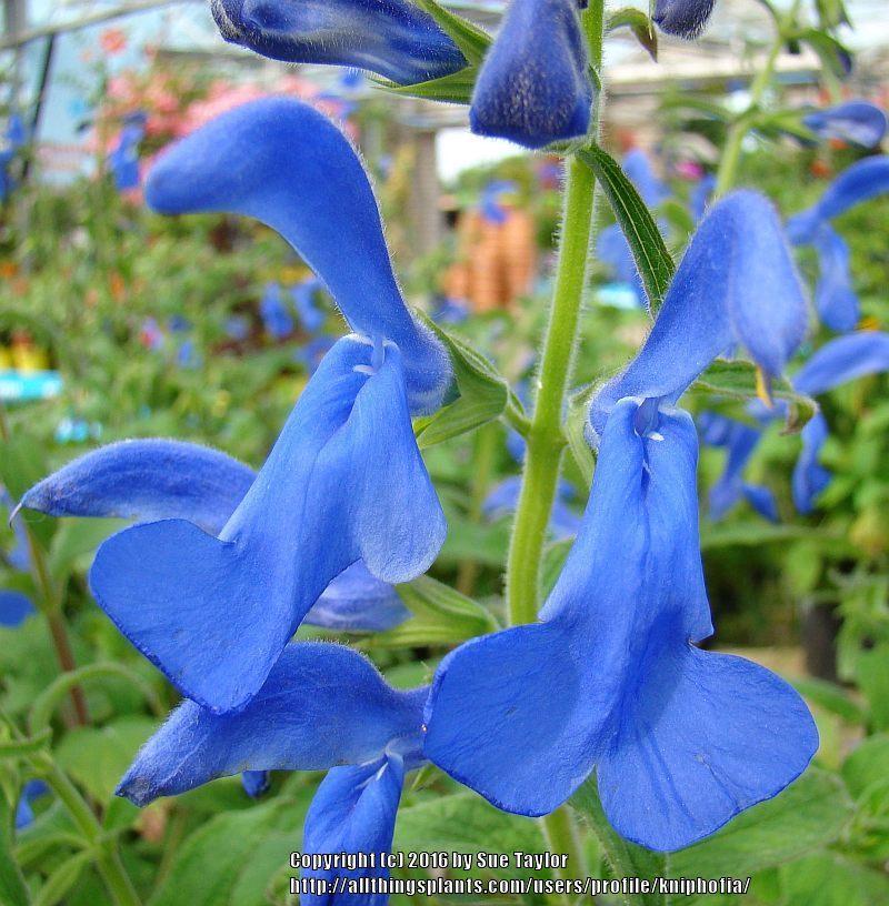 Photo of Salvia (Salvia patens 'Blue Angel') uploaded by kniphofia