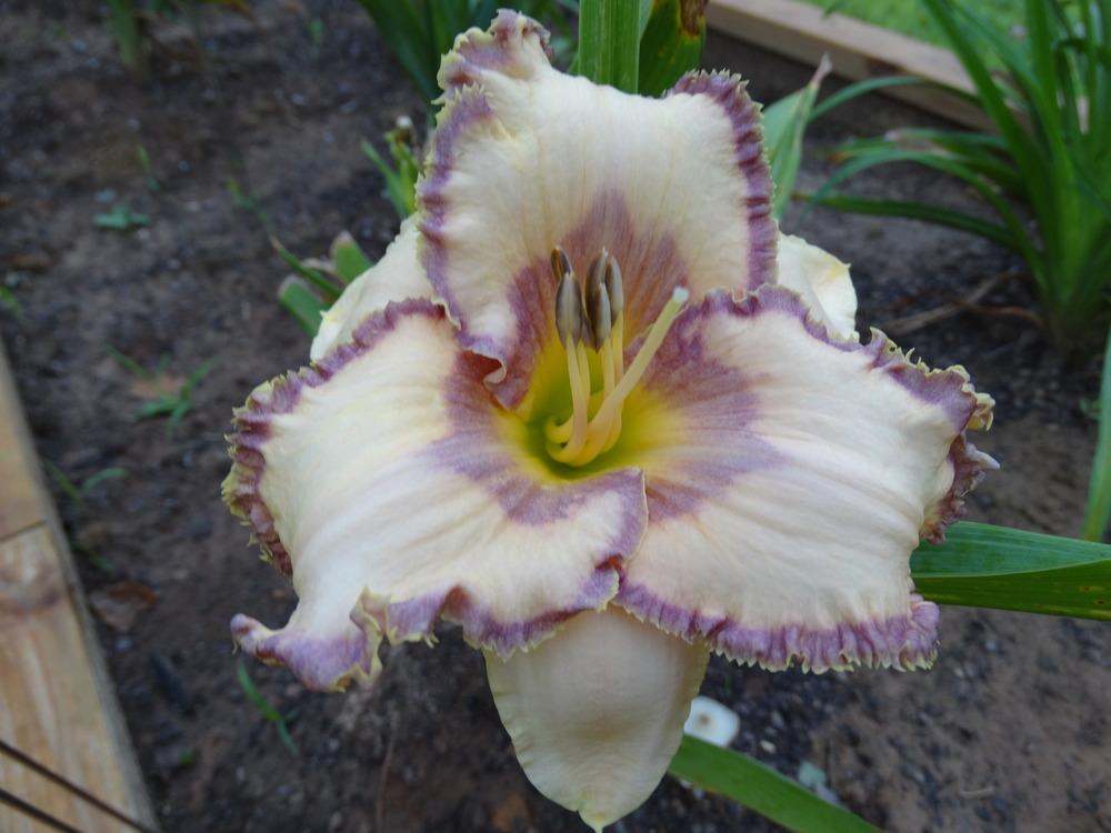 Photo of Daylily (Hemerocallis 'Soft Hearted Mother') uploaded by tgarden711