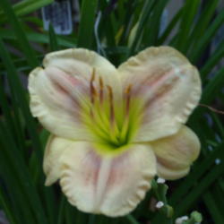 Location: My garden in Bakersfield, CA
Date: 2015-06-28
Circle of Whimsy is another "color changer" daylily.