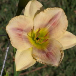 Location: My garden in Bakersfield, CA
Date: 2015-07-21
This is a color changer daylily!