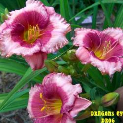 Location: MILLBROOK ONTARIO CANADA
Date: 2010/6-10
 GORGEOUS pink & red