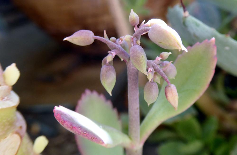 Photo of Mother of Thousands (Kalanchoe daigremontiana) uploaded by JulieB