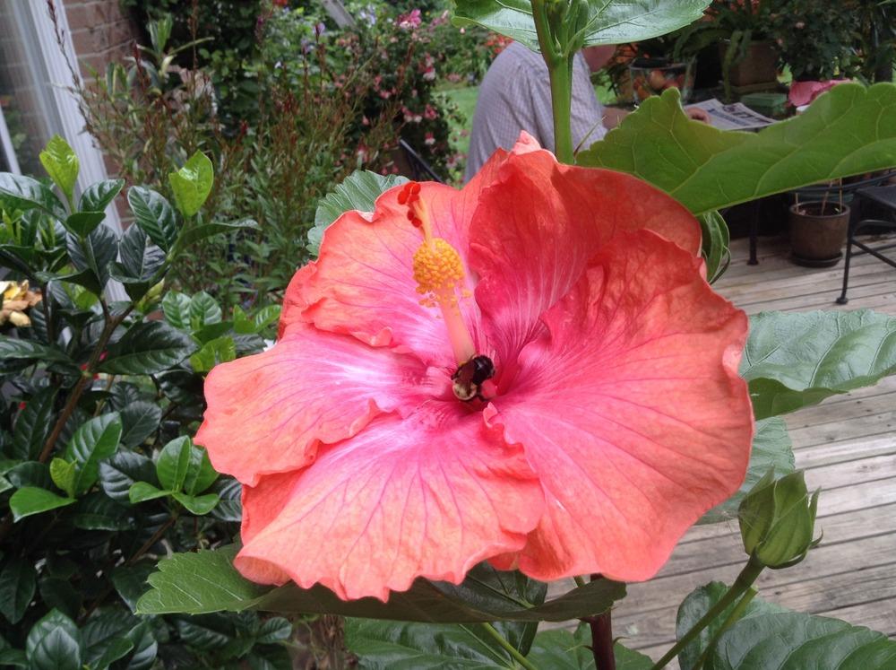 Photo of Tropical Hibiscus (Hibiscus rosa-sinensis 'Tahitian Sunset Glory') uploaded by acer5050