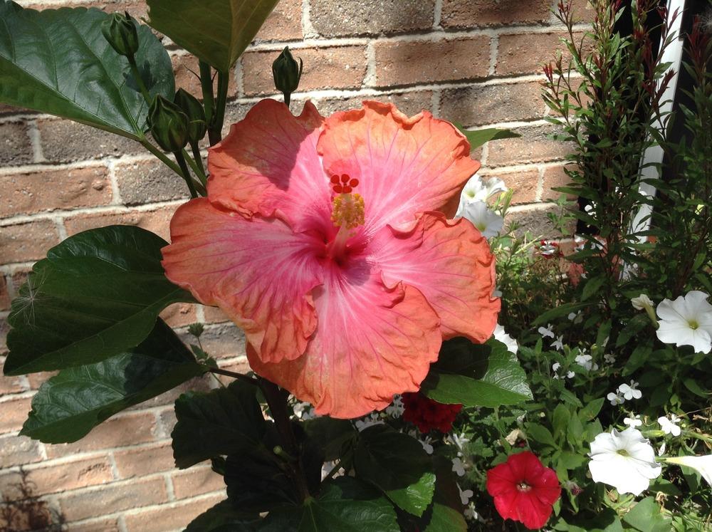 Photo of Tropical Hibiscus (Hibiscus rosa-sinensis 'Tahitian Sunset Glory') uploaded by acer5050