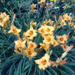 Location: My garden in Aurora, Ontario zone 5b
Date: 2015-07-17
This variety is a blooming machine had 200 buds