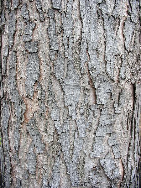 Photo of Silver Maple (Acer saccharinum) uploaded by robertduval14