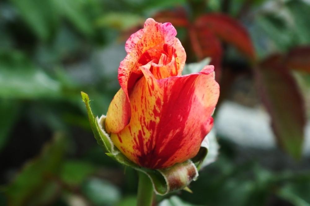 Photo of Rose (Rosa 'Broceliande') uploaded by sunnyvalley