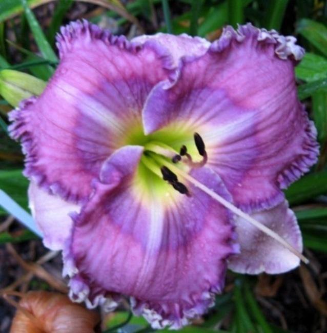Photo of Daylily (Hemerocallis 'Lavender Tomorrow') uploaded by Sscape