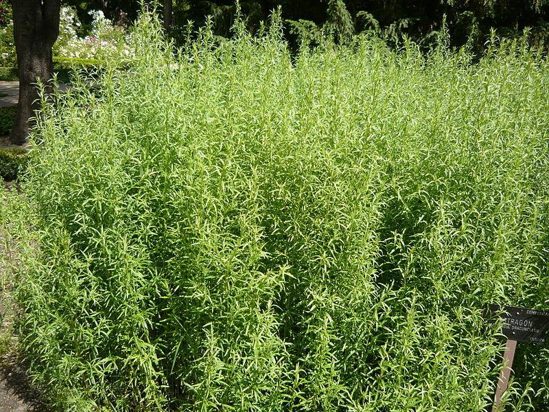 Photo of Tarragons (Artemisia dracunculus) uploaded by robertduval14