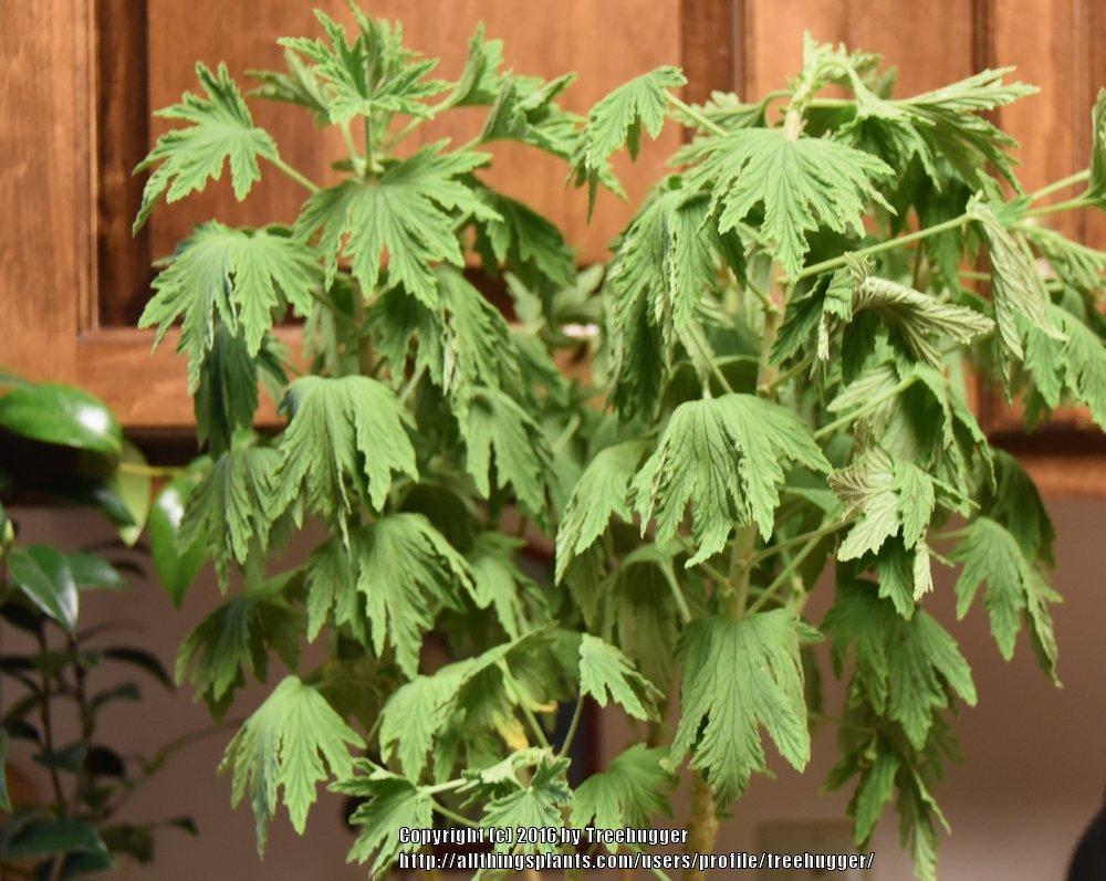 Photo of Scented Geranium (Pelargonium citronellum 'Mabel Gray') uploaded by treehugger