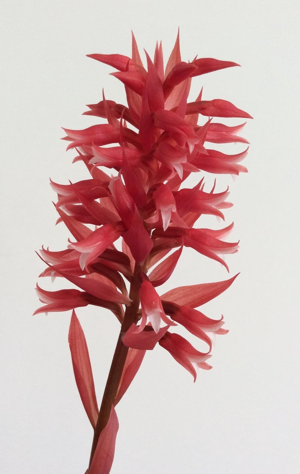Photo of Latin American Lady Orchid (Stenorrhynchos speciosum) uploaded by Ursula