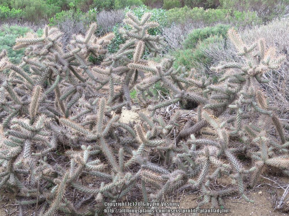 Photo of Chollas (Cylindropuntia) uploaded by plantladylin