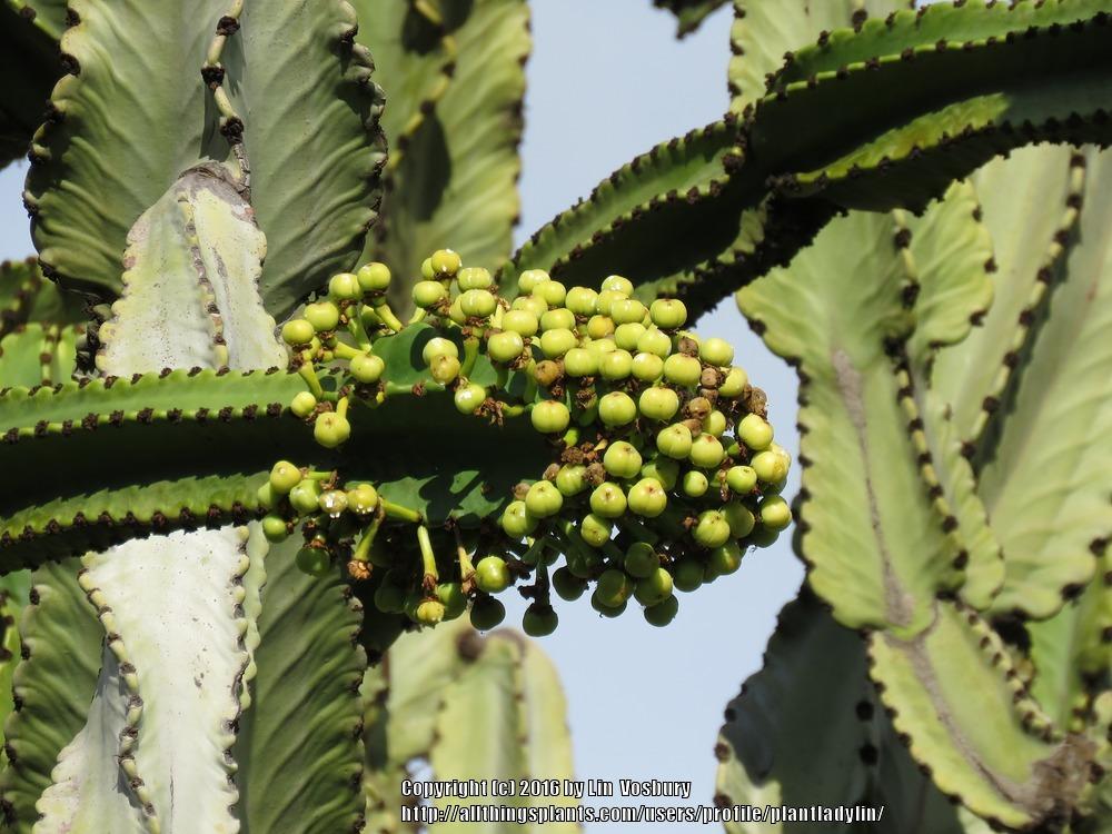 Photo of Candelabra Tree (Euphorbia ingens) uploaded by plantladylin