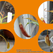 Various stages of leaf formation with my Nepenthes