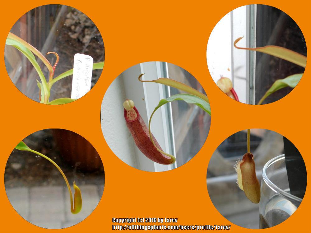 Photo of Pitcher Plant (Nepenthes) uploaded by tarev