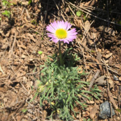 Location: Hamilton Square Perennial Garden, Historic City Cemetery, Sacramento CA.
Date: Feb. 8, 2016
Zone 9b. First flower of the season on this very small plant that