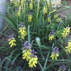 Location: Hamilton Square Perennial Garden, Historic City Cemetery, Sacramento CA.
Date: Feb. 8, 2016
Zone 9b. With record heat (75°/23C) the fragrance wafted up high
