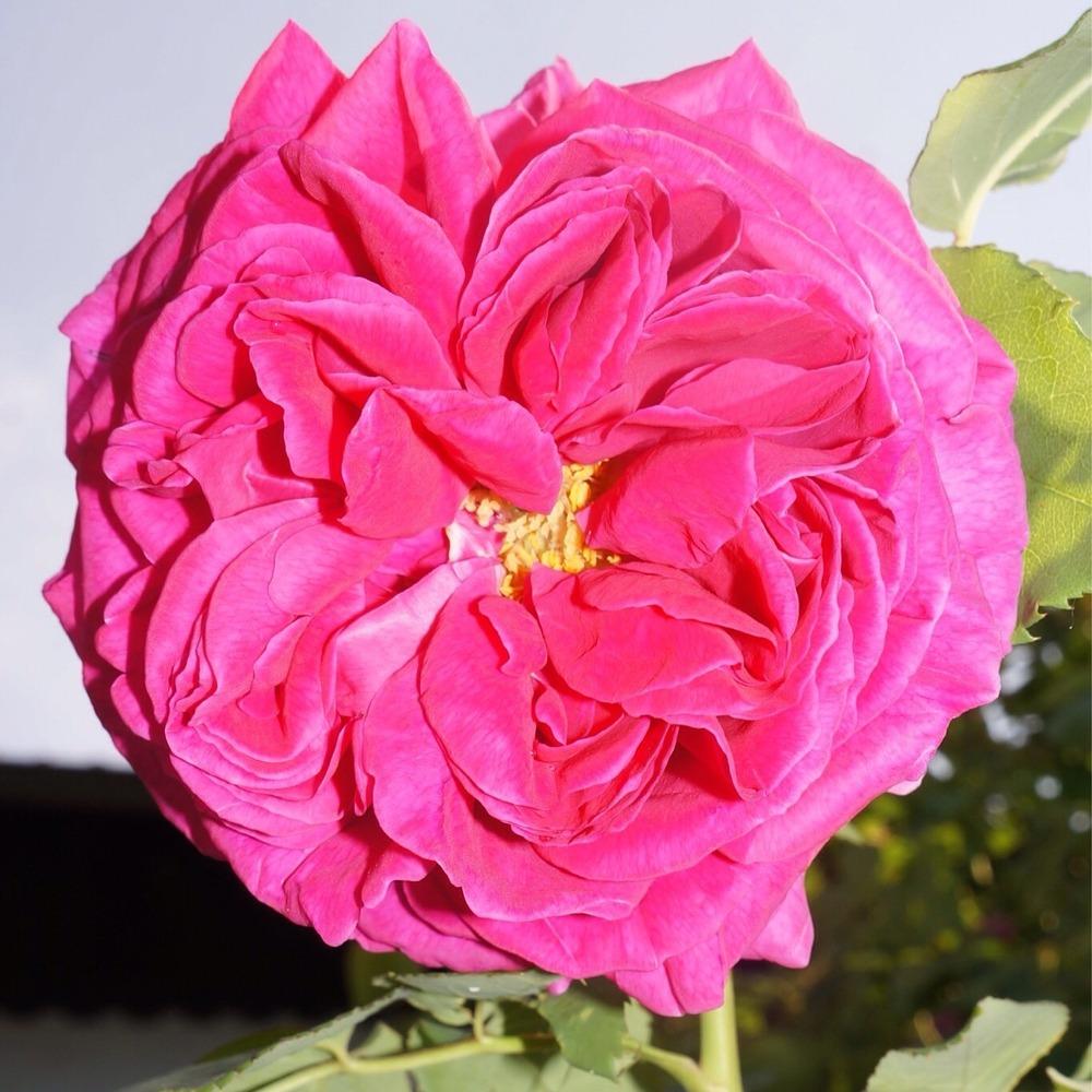 Photo of Roses (Rosa) uploaded by Insagi