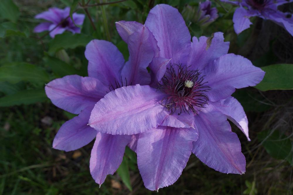 Photo of Clematis 'The President' uploaded by Insagi