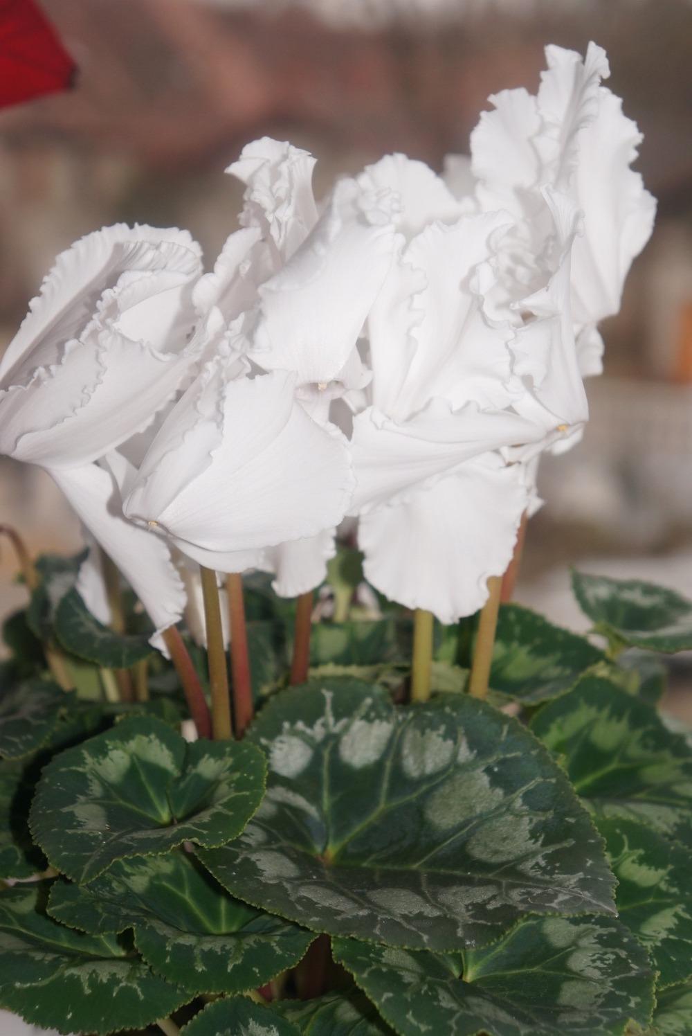 Photo of Florist's Cyclamen (Cyclamen persicum) uploaded by Insagi