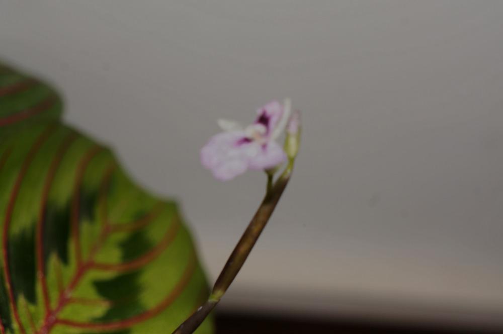 Photo of Prayer Plant (Maranta leuconeura 'Erythroneura') uploaded by Insagi