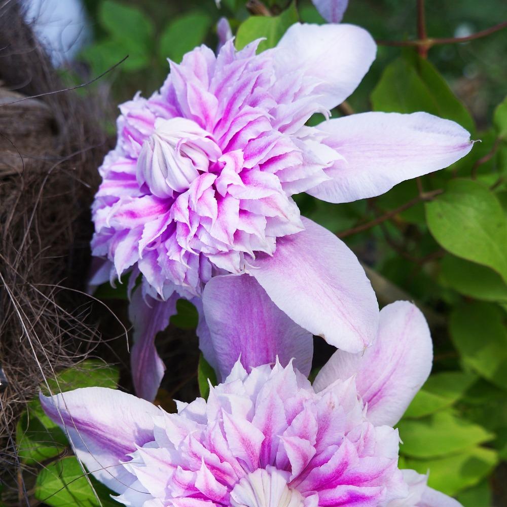 Photo of Clematis Josephine™ uploaded by Insagi