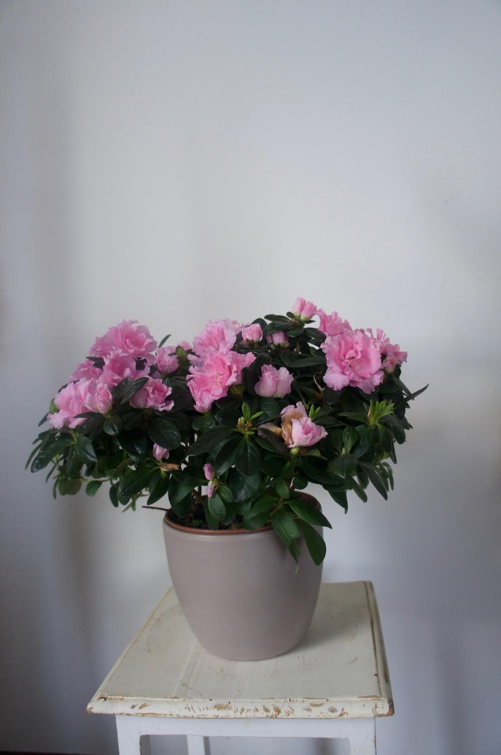 Photo of Rhododendron (Rhododendron simsii 'Ingana') uploaded by Insagi