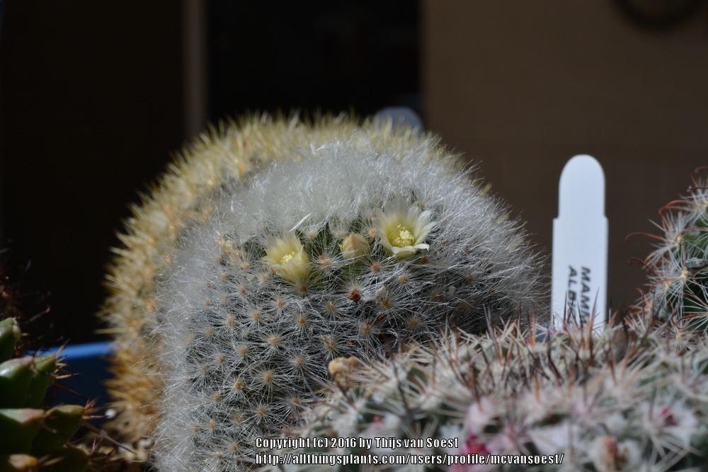 Photo of Wish Cactus (Mammillaria albicoma) uploaded by mcvansoest