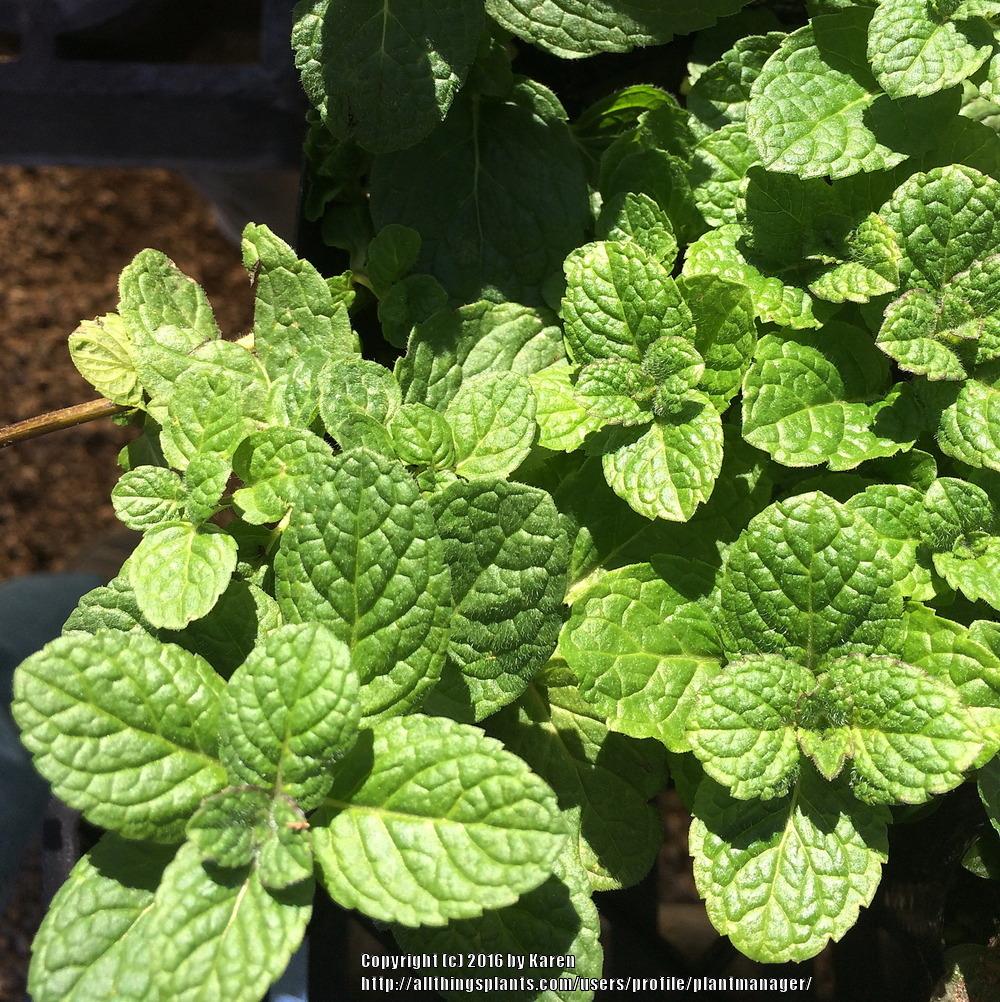 Photo of Apple Mint (Mentha suaveolens) uploaded by plantmanager