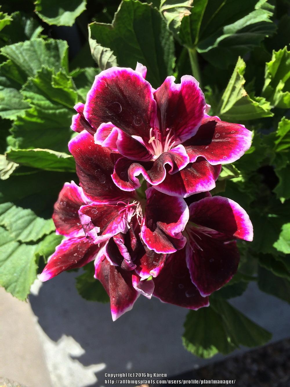 Photo of Regal Geranium (Pelargonium x domesticum Elegance™ Imperial) uploaded by plantmanager