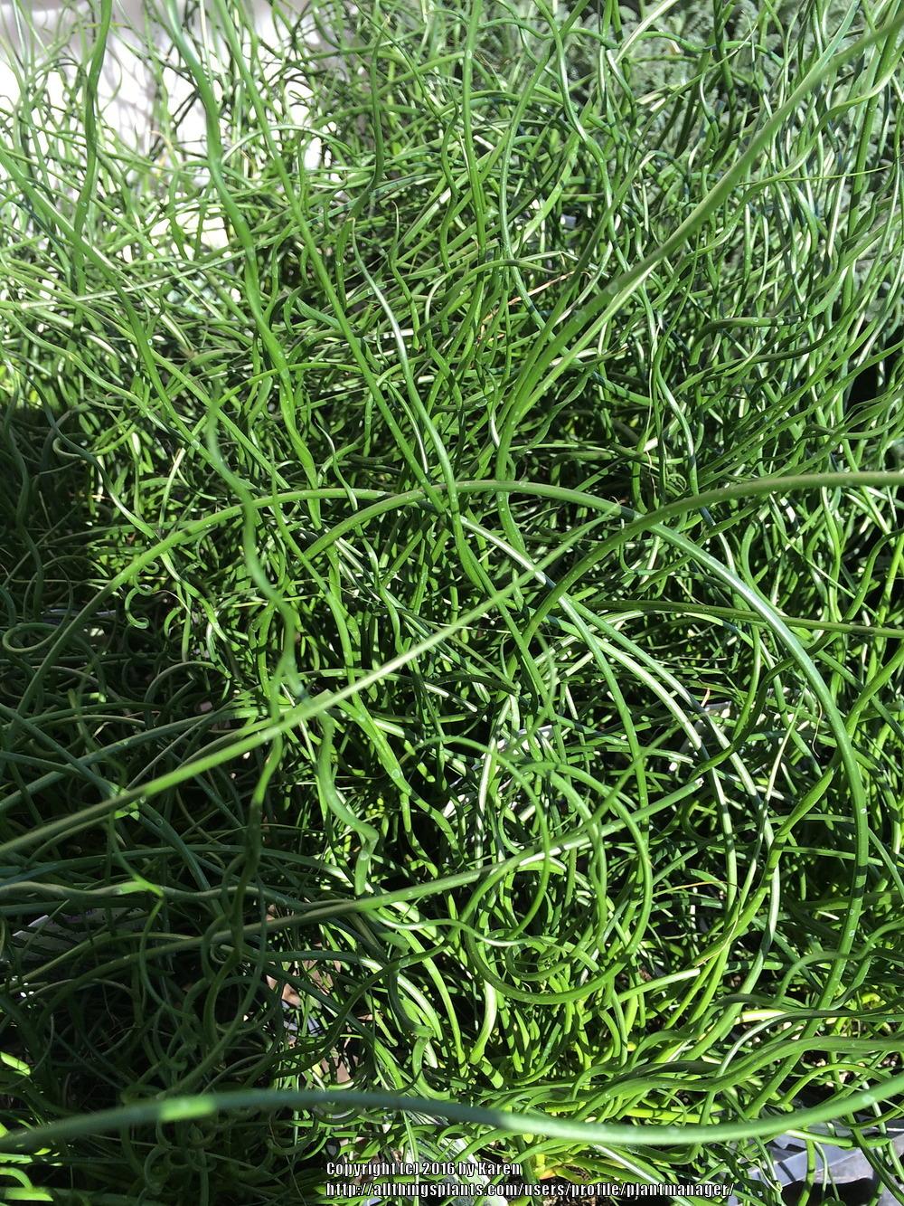 Photo of Corkscrew Rush (Juncus decipiens subsp. decipiens) uploaded by plantmanager