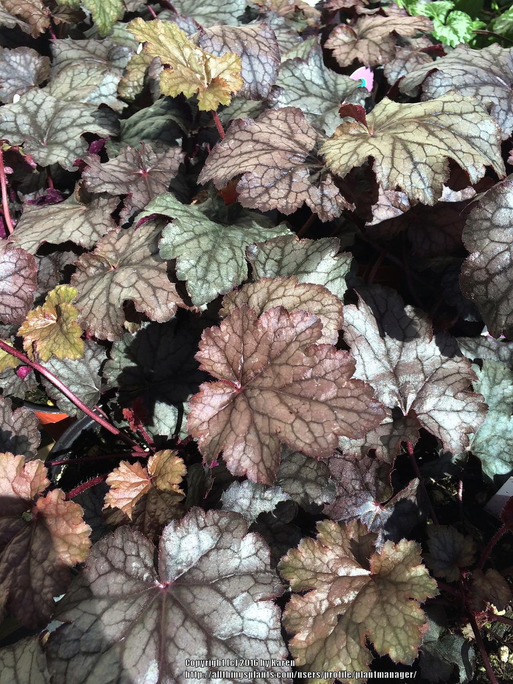 Photo of Coral Bells (Heuchera 'Amethyst Myst') uploaded by plantmanager