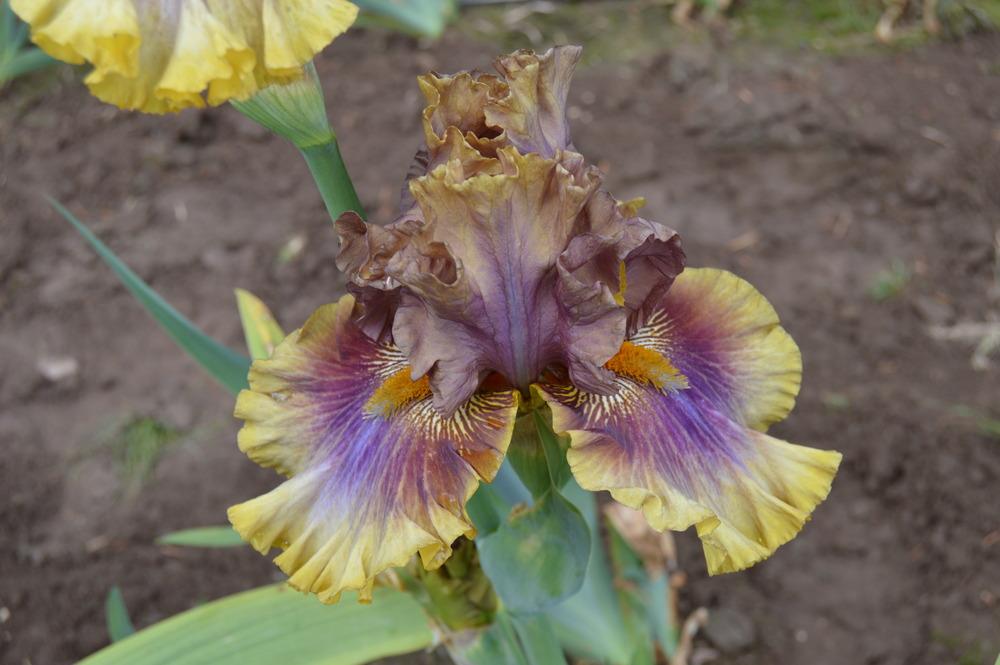 Photo of Tall Bearded Iris (Iris 'Big Band') uploaded by KentPfeiffer