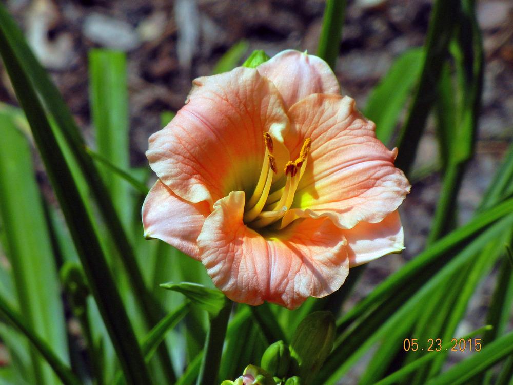 Photo of Daylily (Hemerocallis 'Pink Puff') uploaded by jrbales