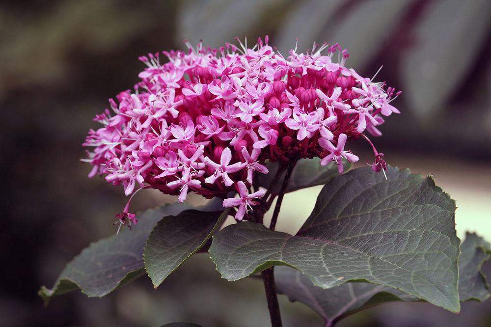 Photo of Cashmere Bouquet (Clerodendrum bungei) uploaded by robertduval14