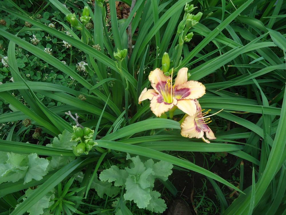 Photo of Daylily (Hemerocallis 'Tricolor') uploaded by lilyfan