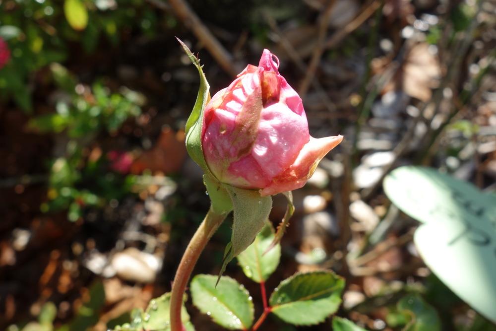 Photo of Rose (Rosa 'Belinda's Dream') uploaded by mellielong