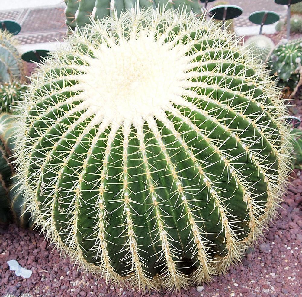 Photo of Golden Barrel Cactus (Kroenleinia grusonii) uploaded by robertduval14