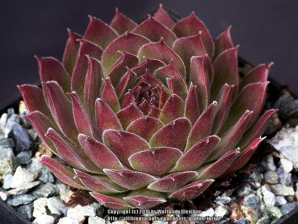 Photo of Hen and Chicks (Sempervivum 'Oh My') uploaded by turini
