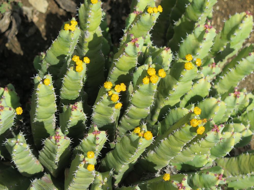 Photo of Moroccan Mound (Euphorbia resinifera) uploaded by Baja_Costero