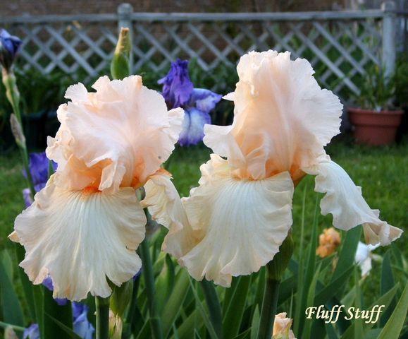 Photo of Tall Bearded Iris (Iris 'Fluff Stuff') uploaded by Ladylovingdove