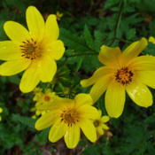 Bur Marigold (Bidens aristosa) Fall blooms