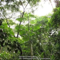 Location: Atlantic Forest, Paraty, SE Brazil
Date: 2013-12-26