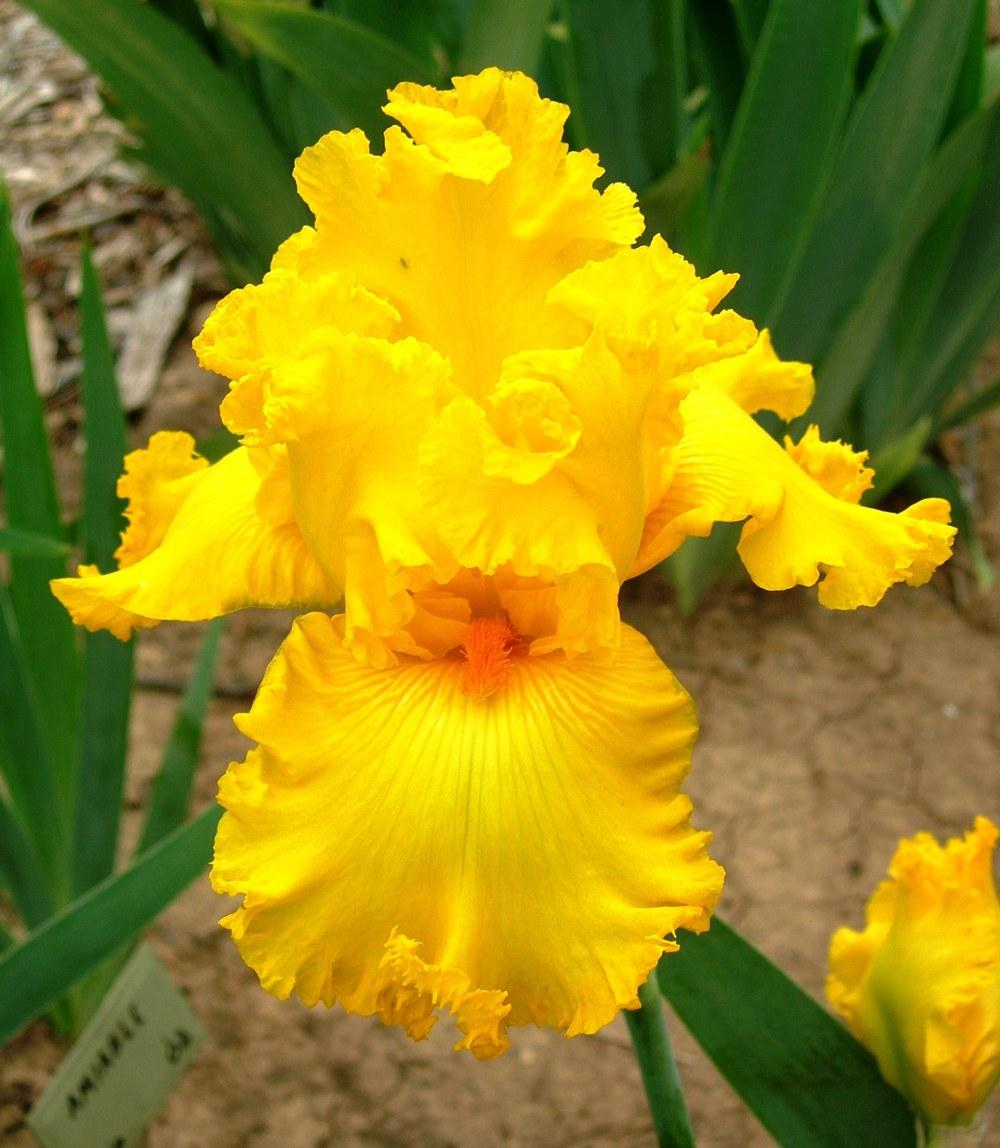 Photo of Tall Bearded Iris (Iris 'Amarillo Frills') uploaded by jandrews