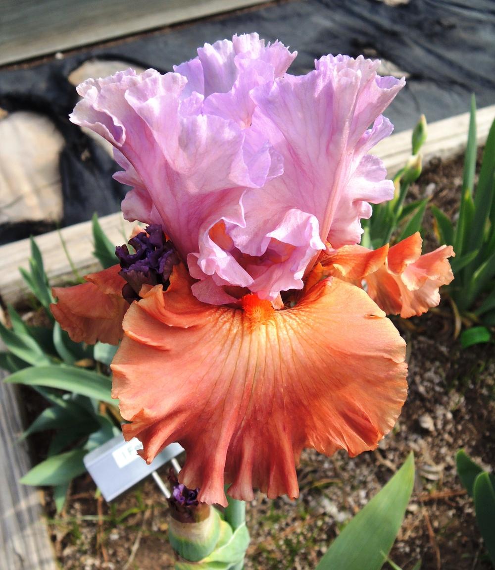 Photo of Tall Bearded Iris (Iris 'Adoree') uploaded by jandrews